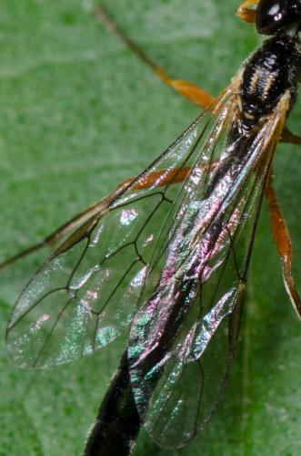 Rhyssella obliterata